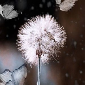 Meet your Posher, Soary